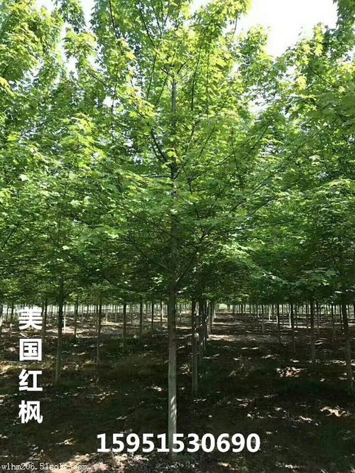  红枫树12公分直径报价--第1张