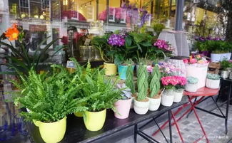  天津花店，花艺艺术的独特展示--第1张