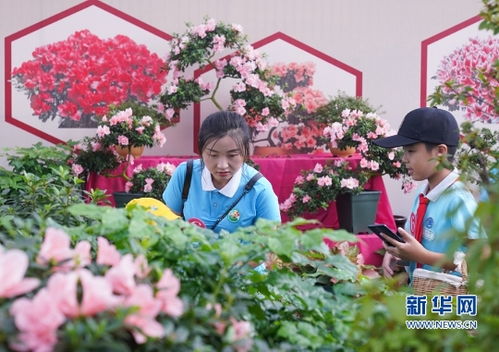 网上购花木，便捷、高效、个性化的花卉购买新体验--第1张