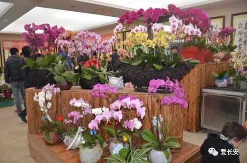  西安市目前最大的花卉市场——西安花卉市场--第1张