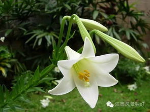  百合花寓意与象征——纯洁、高雅与美好的化身--第1张