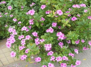  常春花与长春花，同源异名的美丽花卉，常春花与长春花，美丽的同源异名花卉之谜--第1张