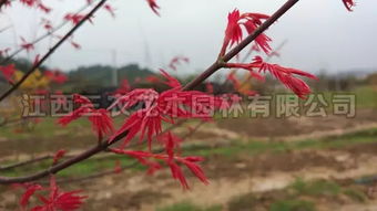 日本红枫红舞姬，舞动生命的绚丽色彩--第1张