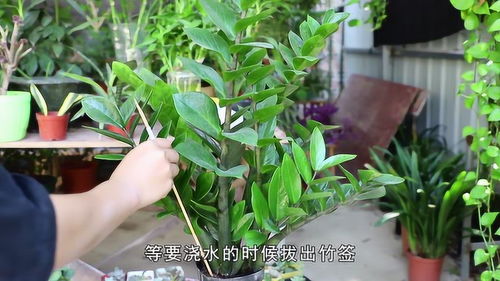  金钱树浇水的正确方法--第1张