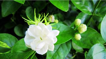  茉莉的花语和寓意--第1张