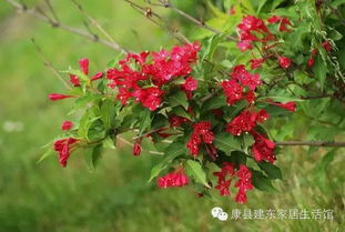  红王子锦带，美丽的园林景观新秀--第1张