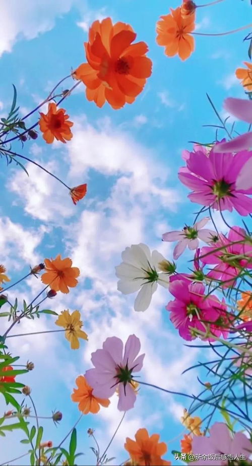  单独一支鲜花图片，绽放生命之美，鲜花绽放之美，独立之花的视觉盛宴--第1张