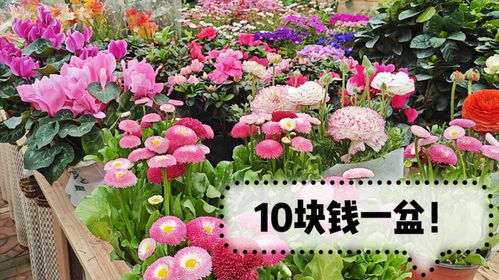  花店一般从哪里批发鲜花--第1张