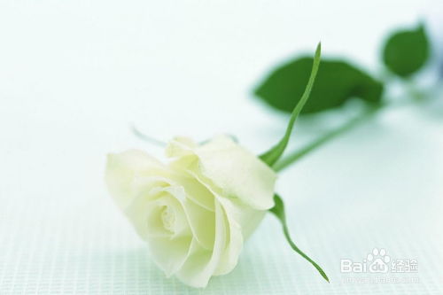  各种颜色玫瑰花花语大解析--第1张