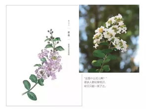  中国花卉出口，传统与现代的交融--第1张
