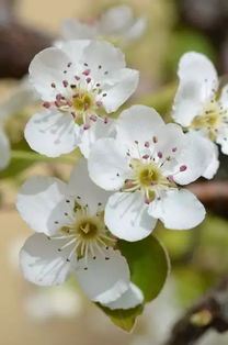  梨花的花语，纯洁与永恒的承诺，梨花的花语，纯洁与永恒的承诺--第1张