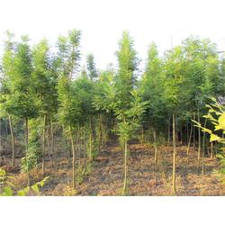  苗木求购网站--第1张