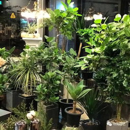  开花店去哪里进货，开花店去哪里进货？--第1张