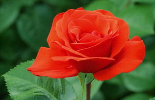  ，5朵红玫瑰花代表什么意思，5朵红玫瑰的含义，五朵红玫瑰代表由衷的五个字，我很爱你。这是最直接、最浪漫的表达爱情的方式，适合送给爱人。--第1张