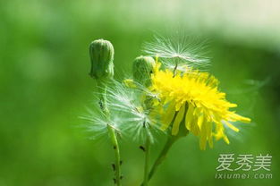  蒲公英介绍--第1张