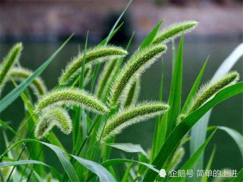  狗尾巴草的花语--第1张