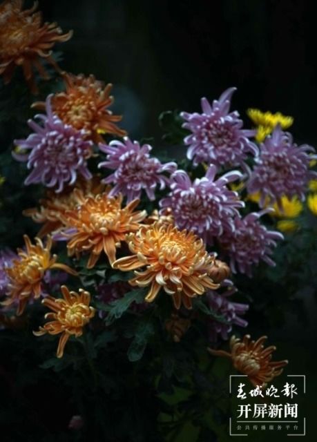  菊花品种与花型大观，菊花品种与花型大观，菊花品种繁多，花型各异，令人惊叹的菊花世界--第1张