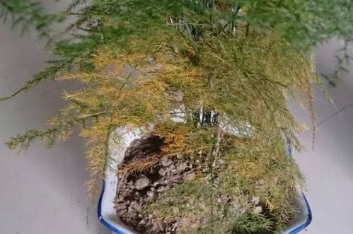  夏季文竹叶子发黄怎么挽救，拯救夏季文竹黄叶的技巧--第1张