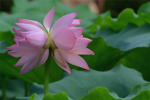  并蒂莲花的诗句--第1张
