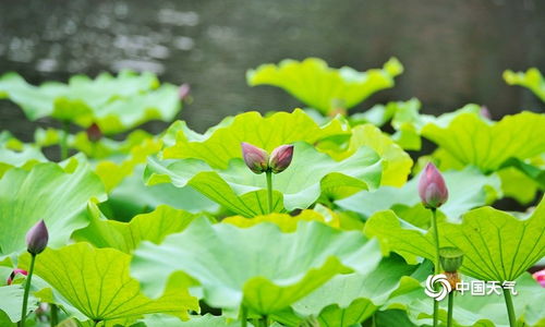  并蒂莲是什么梗，莲开并蒂的寓意--第1张