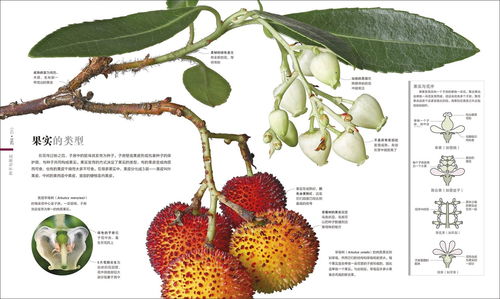  探索植物世界的奥秘，两种植物传播种子的方法--第1张
