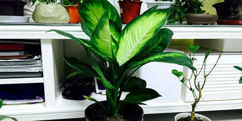  万年青植物怎么养殖，万年青植物养殖技巧--第1张