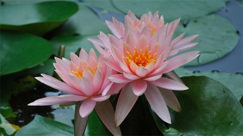  并蒂莲的花语，爱情与吉祥的花语寓意--第1张