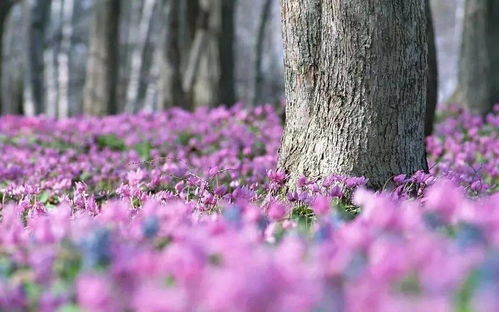  菖蒲花图片，自然之美与文化内涵的完美结合--第1张