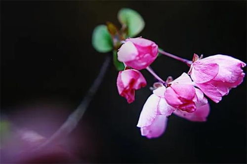  海棠花唯美诗词--第1张