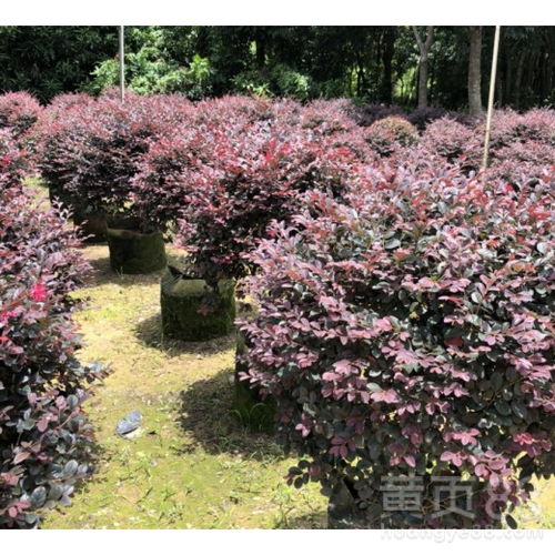  红花檵木价格大概多少，红花檵木的价格大概在几元到几十元一盆不等。具体价格会因花色、大小、质量等因素而有所不同。--第1张