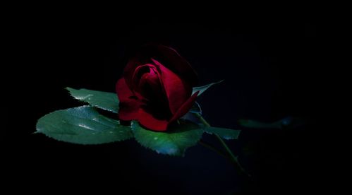  黑色玫瑰花的寓意是什么，黑色玫瑰花的寓意是神秘、高贵、美丽。--第1张