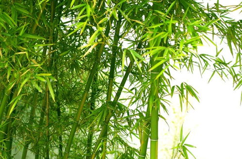  ，金镶玉竹子图片大全--第1张