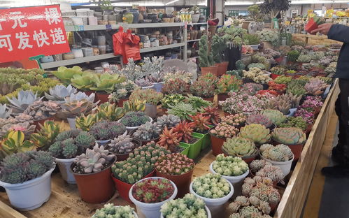  大连鲜花批发市场哪里最便宜？，大连鲜花批发市场哪家最便宜？--第1张