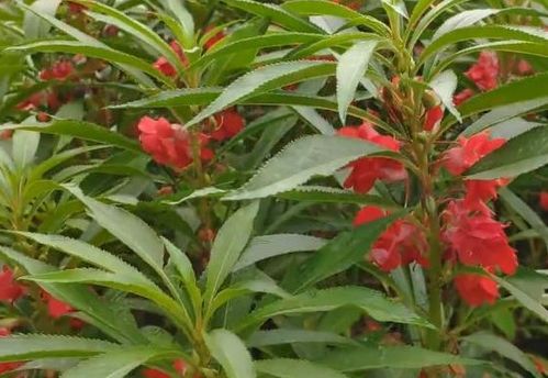  指甲花染指甲的方法，如何用指甲花染出美丽的指甲颜色--第1张