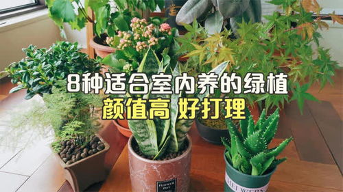  适合懒人养的室内植物--第1张
