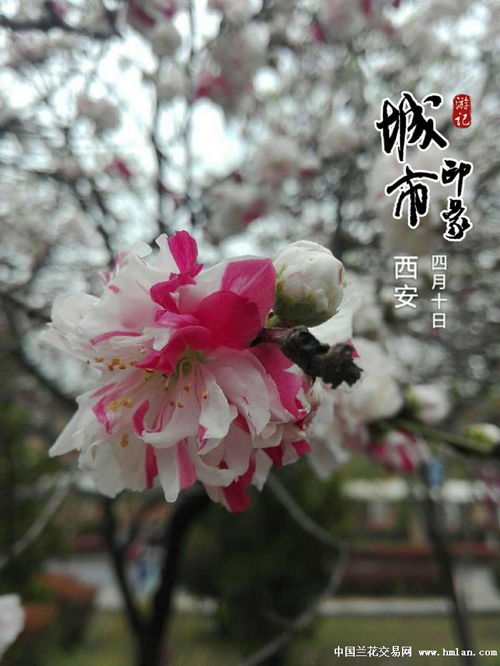  碧桃花开小说--第1张