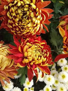  秋天最美的花5种，秋天最美的五种花，菊花、桂花、一串红、百合花和向日葵--第1张