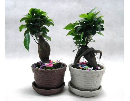  40种室内植物开花，打造绿色家居，享受自然之美--第1张
