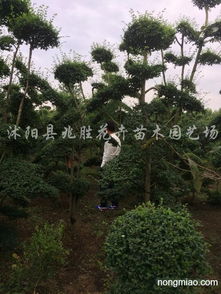  女贞树的样子图片--第1张