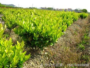  金森女贞的花语--第1张