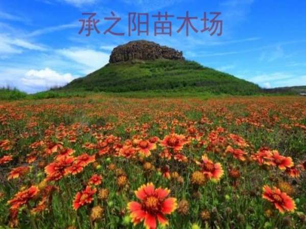  花草种子批发市场价格，探寻价格背后的秘密--第1张