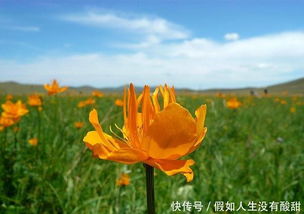  金莲花图片，神秘花卉的美丽与独特，金莲花图片，神秘花卉的美丽与独特之美--第1张