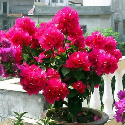  什么花一年四季都开花又最好养--第1张