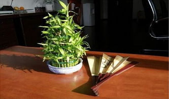  富贵竹叶子发黄救治的简单方法--第1张