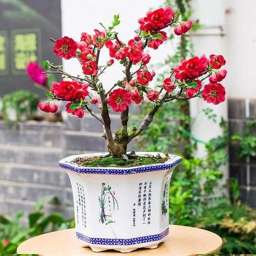  海棠花的种植方法及养护--第1张