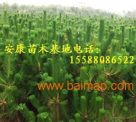  绿化树苗，打造绿色家园的秘密武器，打造绿色家园的秘密武器，绿化树苗--第1张