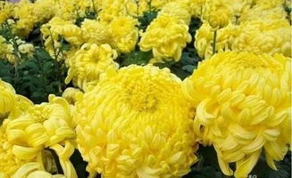 菊花的寓意象征意义，菊花的寓意与象征意义，菊花的美学内涵--第1张