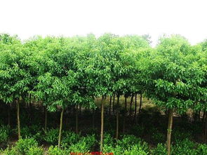  树木苗木大全，一站式采购，打造绿色家园--第1张