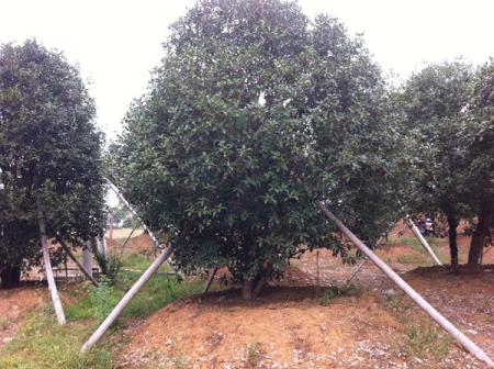  8-10公分桂花树价格，了解市场行情，选择优质桂花树--第1张