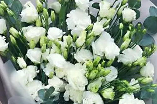  桔梗花的花语和象征意义，桔梗花的花语，永恒的爱，无望的爱，不变的守望者。--第1张